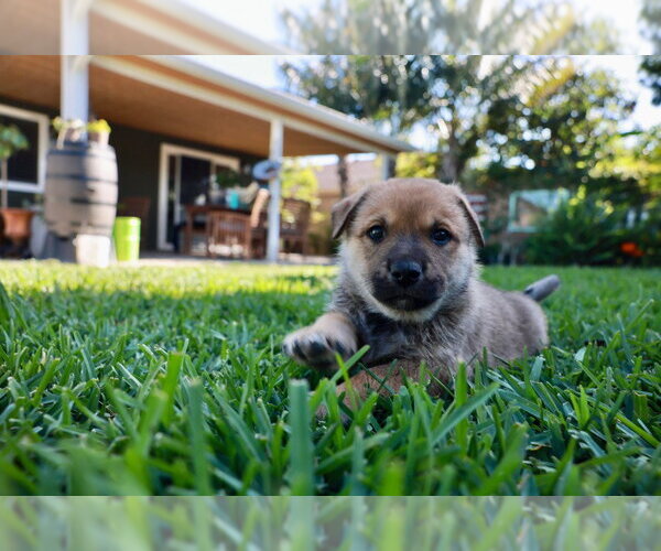 Medium Photo #2 Mutt Puppy For Sale in Lake Forest, CA, USA