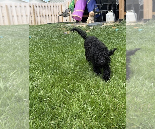Medium Photo #7 Cockapoo (Miniature) Puppy For Sale in GREENTOWN, IN, USA