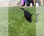 Small #6 Cockapoo (Miniature)