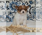 Puppy 3 Pomeranian-Poodle (Toy) Mix