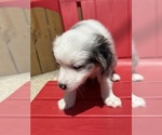 Small #3 Miniature Australian Shepherd