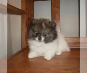 Pomeranian Puppy for sale in MINNEAPOLIS, MN, USA