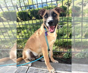German Shepherd Dog-Unknown Mix Dogs for adoption in Sacramento, CA, USA