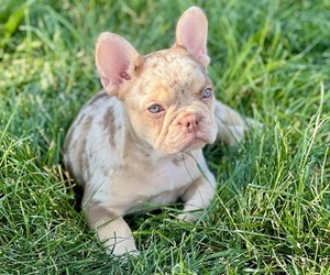 French Bulldog Puppy for sale in BRIGHTON, CO, USA