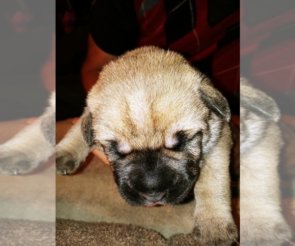Medium Photo #3 Cane Corso Puppy For Sale in SPRINGFIELD, MO, USA