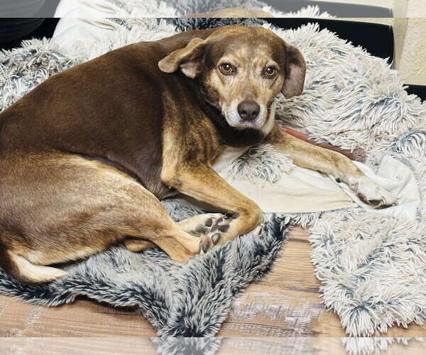 Medium Photo #2 Beagle-Unknown Mix Puppy For Sale in Tarrytown, GA, USA