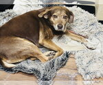 Small #1 Beagle Mix