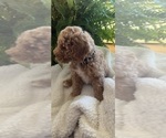 Small Photo #9 Goldendoodle (Miniature) Puppy For Sale in LEWISBURG, PA, USA