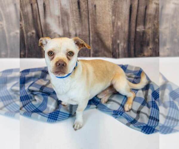 Medium Photo #3 Chihuahua-Unknown Mix Puppy For Sale in Kennesaw, GA, USA