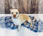 Small #2 Chihuahua Mix