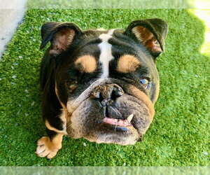 Bulldog Dogs for adoption in Moreno Valley, CA, USA