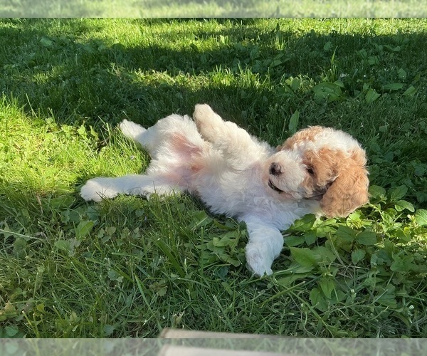 Medium Photo #3 Goldendoodle (Miniature) Puppy For Sale in KEWASKUM, WI, USA