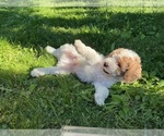 Small Photo #8 Goldendoodle (Miniature) Puppy For Sale in KEWASKUM, WI, USA