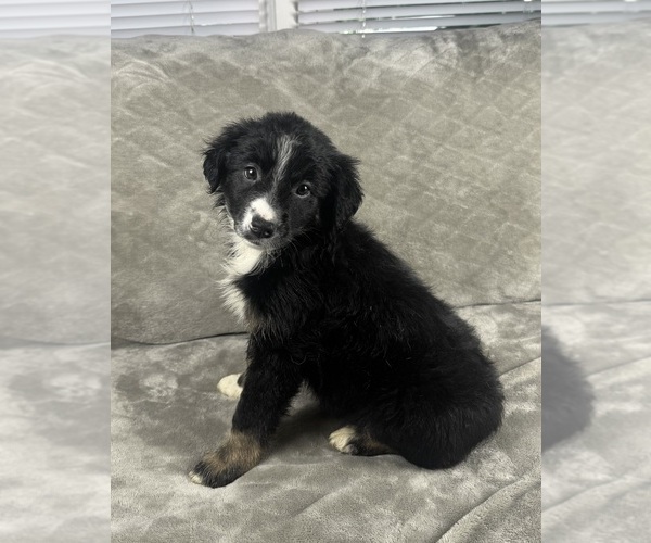 Medium Photo #3 Australian Shepherd Puppy For Sale in SALISBURY, NC, USA