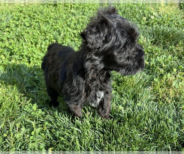 Medium Photo #4 Schnauzer (Miniature) Puppy For Sale in WALNUT COVE, NC, USA