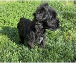 Small #3 Schnauzer (Miniature)