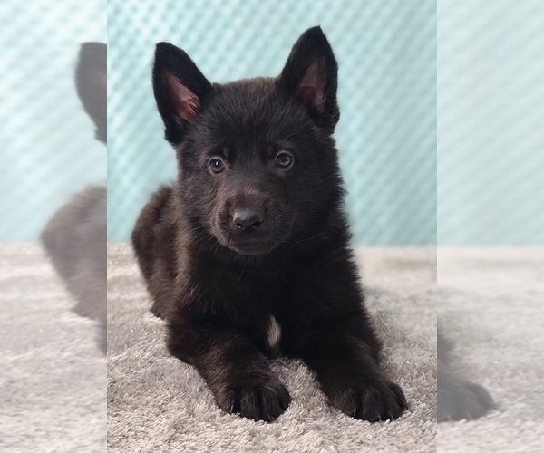 Medium Photo #1 German Shepherd Dog Puppy For Sale in WARREN, MA, USA