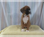 Puppy Rollo Boxer