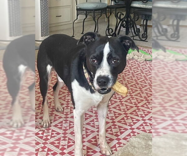 Medium Photo #1 Mutt Puppy For Sale in Virginia Beach, VA, USA