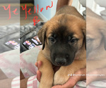 Puppy Puppy 10 Belgian Malinois-Boerboel Mix