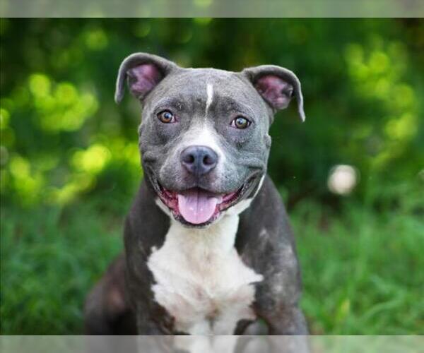 Medium Photo #2 American Staffordshire Terrier-Unknown Mix Puppy For Sale in Tavares, FL, USA