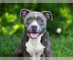 Small #1 American Staffordshire Terrier Mix