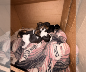 Rat Terrier Puppy for Sale in DORA, Missouri USA