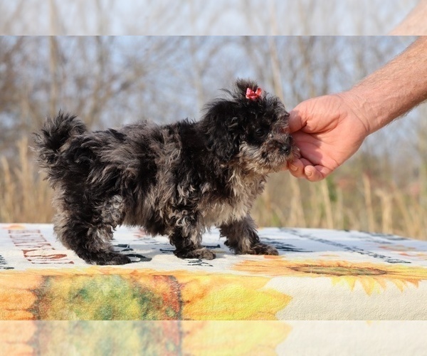Medium Photo #16 ShihPoo Puppy For Sale in DYERSBURG, TN, USA