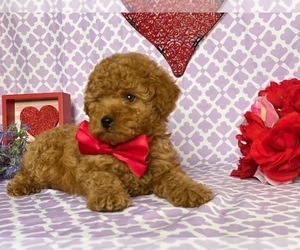 Poodle (Toy) Puppy for sale in LANCASTER, PA, USA