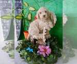 Small Photo #1 Poodle (Standard) Puppy For Sale in MILLEN, GA, USA