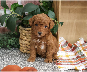 Poodle (Miniature) Puppy for sale in SYRACUSE, IN, USA