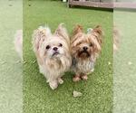 LILY - Female Mutt Dog for Adoption - Small photo