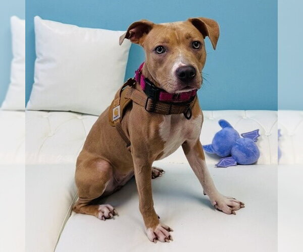 Medium Photo #8 Mutt Puppy For Sale in Minneapolis, MN, USA