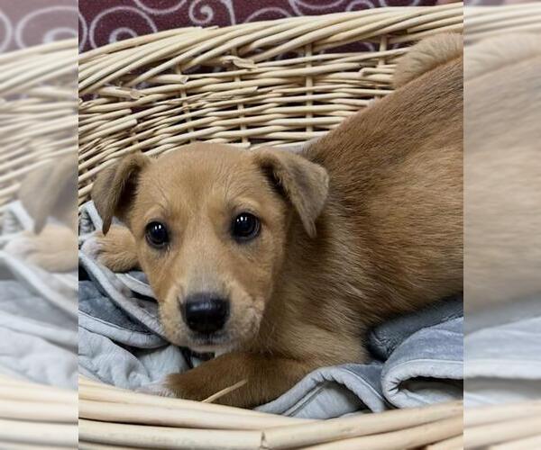 Medium Photo #1 Carolina Dog-Unknown Mix Puppy For Sale in Rosenberg, TX, USA