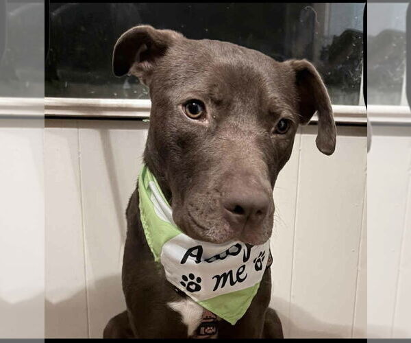 Medium Photo #3 American Pit Bull Terrier-Unknown Mix Puppy For Sale in Oakhurst, NJ, USA