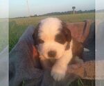 Small Photo #14 Saint Bernard Puppy For Sale in SPENCERVILLE, IN, USA