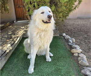 King Kai ~ SWEET Perfection ! - Male Great Pyrenees Dog for Adoption - Photo #2