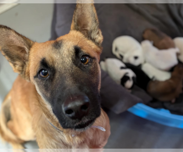 Medium Photo #6 Mutt Puppy For Sale in Fresno, CA, USA