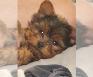 Yorkshire Terrier Puppy for sale in ABBEVILLE, SC, USA