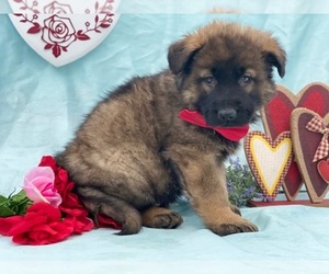 German Shepherd Dog Puppy for sale in LANCASTER, PA, USA