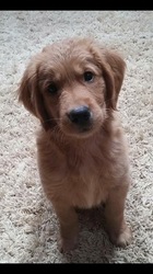 Golden Retriever Puppy for sale in ALEDO, TX, USA