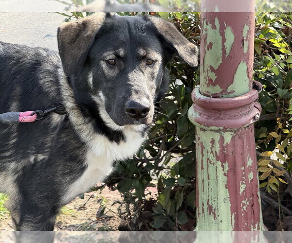 Medium Photo #1 Anatolian Shepherd-German Shepherd Dog Mix Puppy For Sale in Cupertino, CA, USA