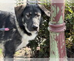 Small Anatolian Shepherd-German Shepherd Dog Mix