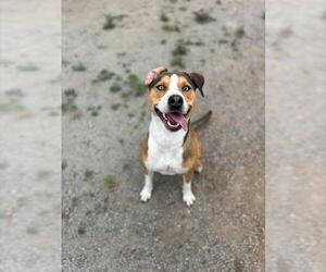 Siberian Husky-Unknown Mix Dogs for adoption in Chula Vista, CA, USA