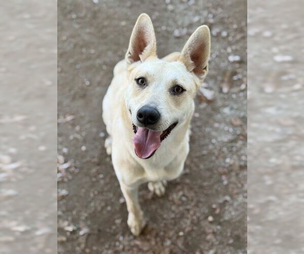 Medium Photo #3 German Shepherd Dog Puppy For Sale in Riverside, CA, USA