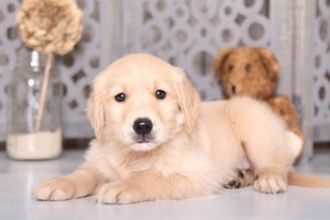 Golden Retriever Puppy for sale in MOUNT VERNON, OH, USA