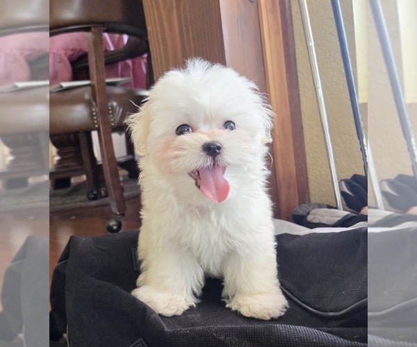 Medium Photo #12 Maltese Puppy For Sale in SANTA CLARITA, CA, USA