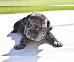 Small #3 Pug