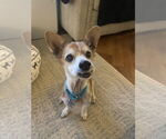 Small #6 Chihuahua Mix