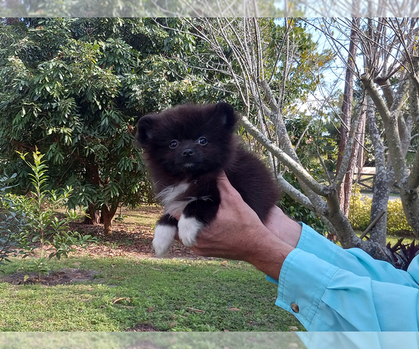 Medium Photo #7 Pomeranian Puppy For Sale in WEST PALM BEACH, FL, USA